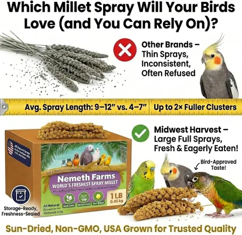 Vista 6 de Nemeth Farms Spray Millet - Tapas comestibles solamente, sin OMG y secado al sol, 1 libra para periquitos, canarios y pinzones