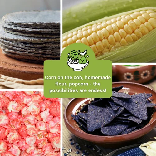 Vista 6 de Sow Right Seeds - Colección de semillas de maíz raras para plantar - Variedades de palomitas de maíz, hopi azul y nogal blanco King - Paquetes