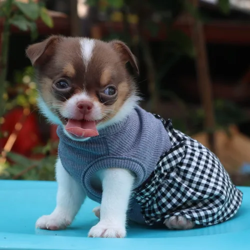 Vista 5 de LOPHIPETS Vestido a cuadros para perros pequeños, taza de té para niña, chihuahua, yorkie, cachorro, ropa de gato, cuadros blancos y negros, XXS