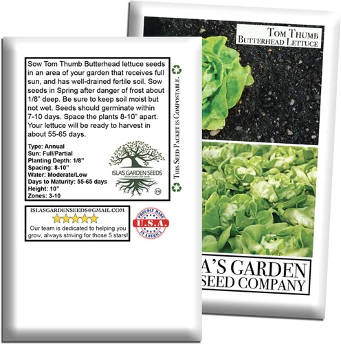 Vista 7 de Semillas de lechuga Tom Thumb Butterhead (Lactuca sativa) – Más de 1000 semillas tradicionales sin OMG de Isla's Garden Seeds, variedad compacta