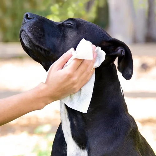 Vista 3 de StripHair Toallitas de bambú de 8 x 8 pulgadas, paquete de tamaño de paño para perros y mascotas, cuidado del abrigo y limpieza multiuso