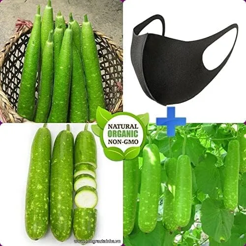 Vista 4 de The Rike Semillas de calabaza de botella larga, 30 semillas, semillas de calabash, calabaza de flores blancas, semillas Lauki Doodhi BAU TRAI Dai