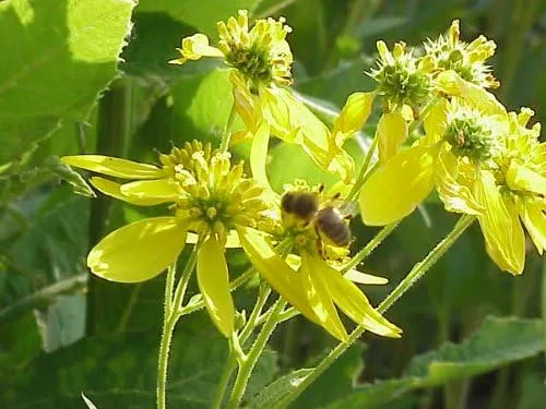 Vista 4 de 250 semillas de flor de alternifolia verbesina verbesina amarilla