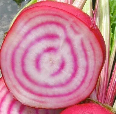 Vista 2 de Beet Chioggia Great Heirloom Vegetable by Seed Kingdom Bulk 1,500 Semillas