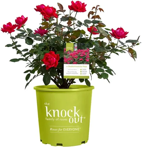 Vista 5 de Rosas frescas para entrega Prime, Rosas rosadas, Plantas de arbusto de rosas vivas, Regalos para amantes de las plantas, Flores frescas para entrega