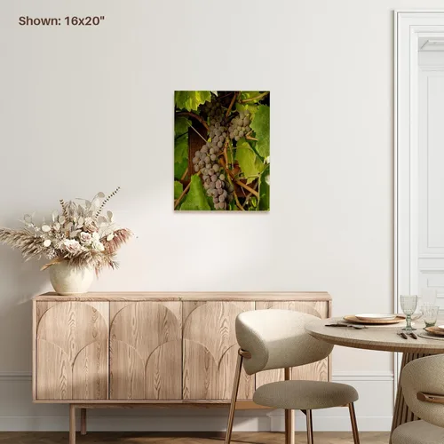 Vista 7 de 3dRose USA, Oregon, Keizer, Pinot Gris grape vineyard - US38 RBR0729 - Rick A Brown Museum Grade Canvas Wrap 16x20