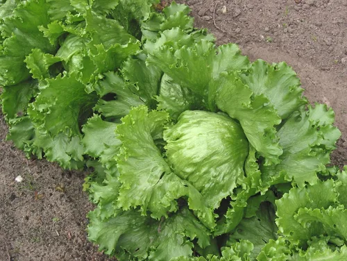 Vista 3 de Semillas Vegetales Crisphead Lechuga Iceberg Hoja Crujiente Heirloom para Ensaladas - 1000 Semillas