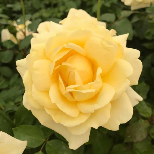 Vista 6 de Rosas de té híbridas de reliquia, planta de raíz propia, Eleganza® Winter Sun Sol de invierno Eleganza