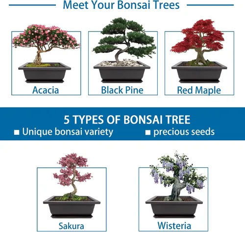 Vista 3 de Kit de inicio de Bonsái Sproutix, 5 semillas que crecen en Acacia, Glicinia, Sakura, Arce Rojo y Pino Negro, Incluye herramientas de jardinería