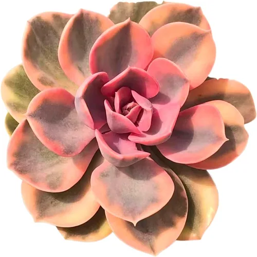 Vista 13 de Echeveria Agavoides Blue Dragon – Planta suculenta viva – 3 pulgadas – Tolerante a la sequía, bajo mantenimiento, perfecta para decoración