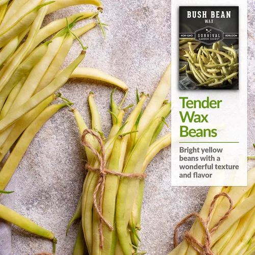Vista 4 de Survival Garden Seeds - Semilla de frijol Golden Wax Bush para plantar - Paquete con instrucciones para plantar y cultivar frijoles amarillos
