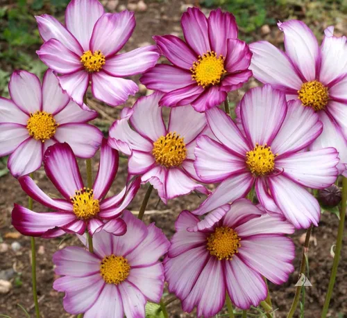 Vista 2 de Semillas Cosmos Pikoti Mix (Mexican Aster) Flores anuales para plantar sin OMG