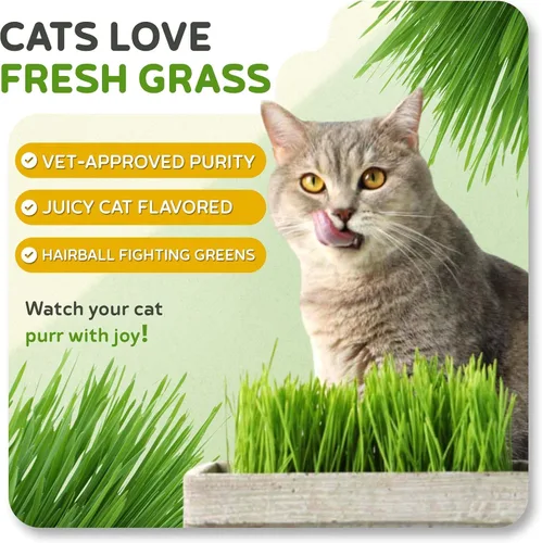 Vista 7 de Todd's Seeds – Hierba para gatos de interior o exterior, 1 libra de hierba de trigo – Premium, 100% libre de químicos (mejor que orgánico) sin GMO