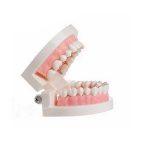 Vista 2 de Dental Enseñar Estudio Niño Niño Dientes Encías Dientes Estándar Diente Modelo De Enseñanza