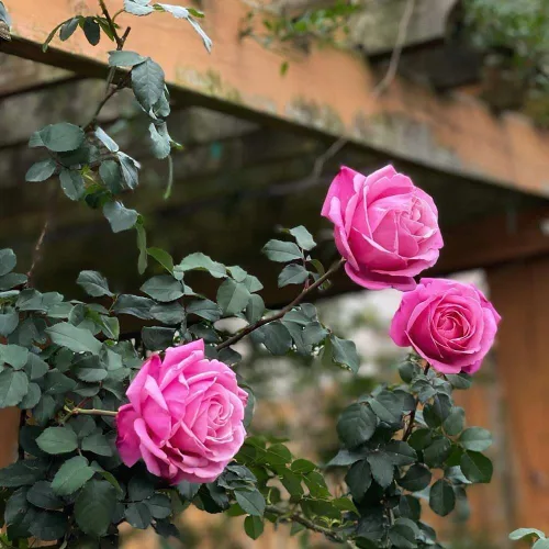 Vista 7 de Rosas de té híbridas de reliquia, planta de raíz propia viva para jardín al aire libre, Sister Emmanuelle™, excepcionalmente fragantes, zonas