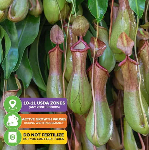 Vista 5 de Planta carnívora Miranda Nepenthes Miranda - Planta inicial de Wellspring Gardens - Tropical única y exótica para cultivo y plantación