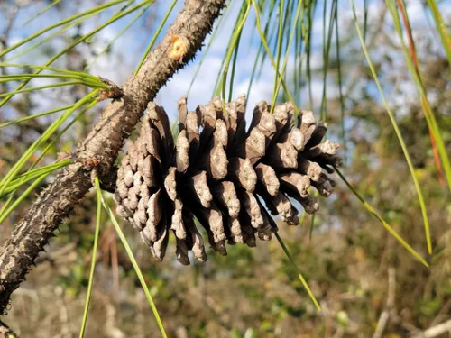 Vista 8 de Slash Pine Tree Semillas Premium Pinus elliottii Plants' (Semillas premium, 10)