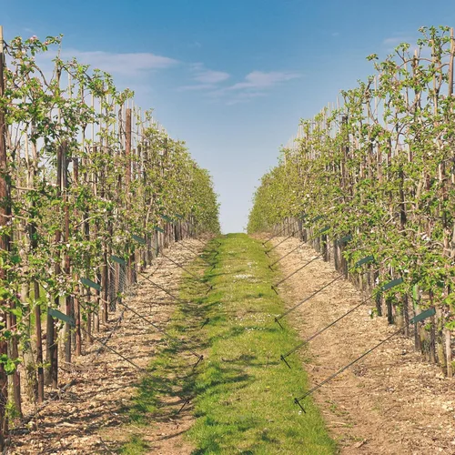 Vista 7 de Estacas y soportes para árboles, kit de estacas para árbol con correas para árboles y cuerda en patio al aire libre, 3 piezas de estabilizador