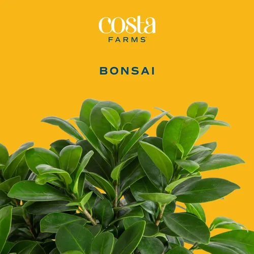 Vista 2 de Costa Farms - Kit de árbol bonsái vivo, incluye herramientas de bonsái, mezcla de tierra, maceta, arte y manualidades para niños y adultos