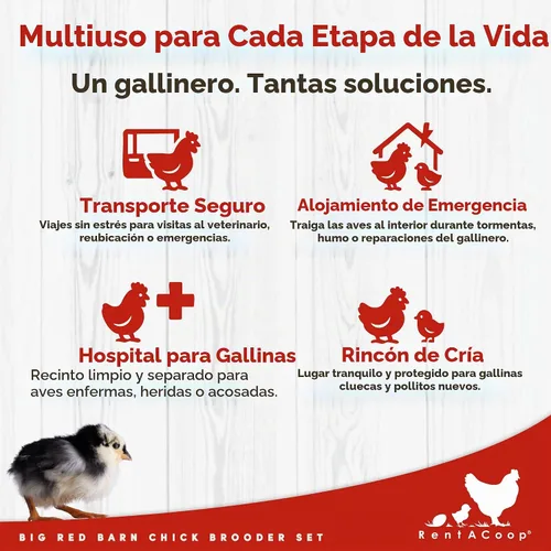 Vista 7 de RentACoop - Juego de criadores de pollitos con placa calefactora