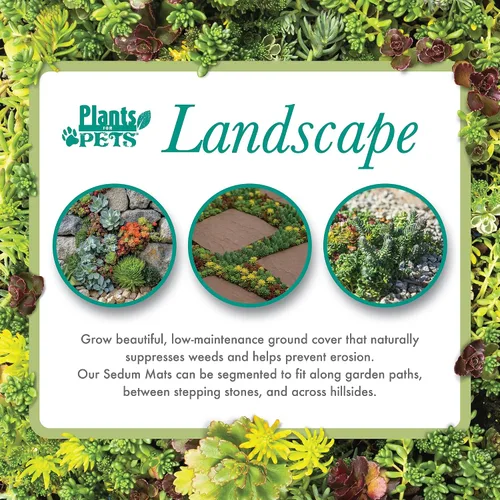 Vista 6 de Tapete Sedum de 10 pulgadas x 20 pulgadas, cultivo de piedra resistente no tóxico para paisajismo, suculentas vivas, plantas aptas para mascotas