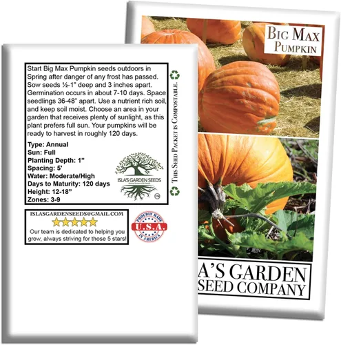 Vista 7 de Semillas de calabaza gigante Big Max (Cucurbita Maxima) – 10 semillas sin OMG y reliquias, cultiva calabazas masivas de 100 libras + más, divertida
