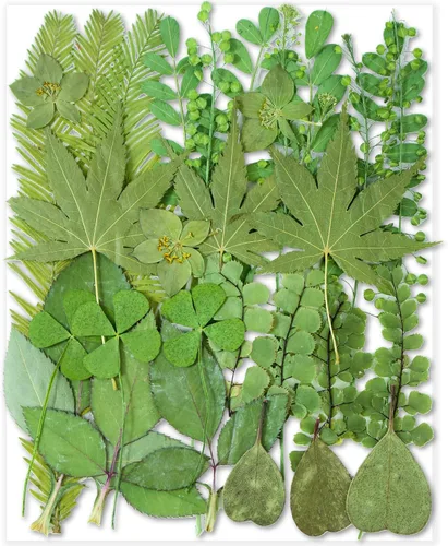 Vista 16 de 14 Tipos 37 piezas Flores Azules Secas Prensadas para Moldes de Resina, YouthBro Flores Secas Naturales Prensadas para Manualidades de Arte DIY
