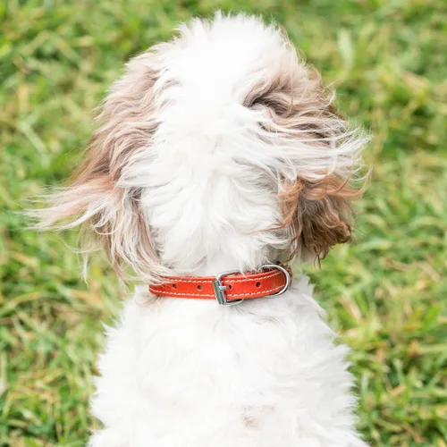 Vista 3 de Filbert Collar de cuero para perro, collar de cuero genuino para perros pequeños, acolchado de lujo, fuerte, ajustable para todas las razas, hebilla