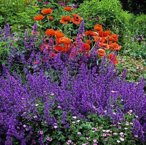 Vista 3 de 50 semillas de flores de hierba herbácea azul Nepeta Mussinii