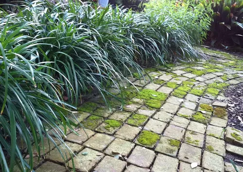 Vista 7 de Mondo Grass Ophiopogon Japonicus 10 plantas vivas de raíz desnuda Plantas de cobertura vegetal de hoja perenne amantes de la sombra viva