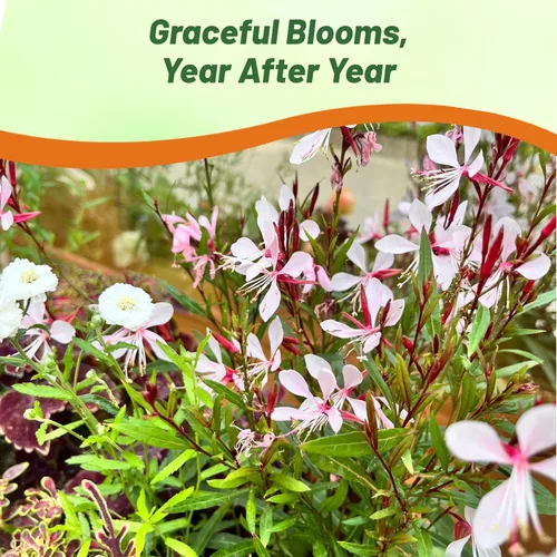Vista 5 de Outsidepride Gaura Seeds - 200 unidades. Semillas perennes, tolerantes a la sequía y de bajo mantenimiento, semillas de flores para plantar fáciles