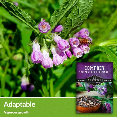 Vista 3 de Semillas de consuelda - Symphytum Officinale - Hierba medicinal perenne (paquete de 1) True Slippery Root for Compost Tea & Natural Skincare