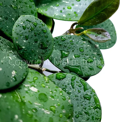 Vista 5 de Hoya Obovata Splash en maceta de 4" - Hojas redondas gruesas - Planta de interior Easycare
