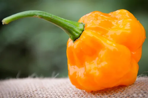 Vista 2 de MOA Yellow Scotch Bonnet - Paquete de semillas prémium de pimiento picante + más