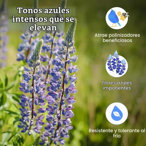 Vista 3 de Created by Nature Blue Lupine Seeds, 750 semillas de flores silvestres perennes