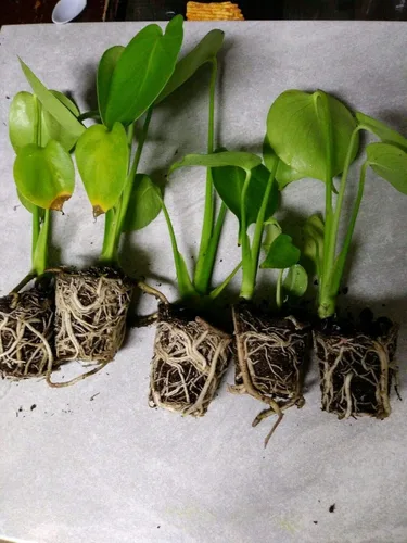 Vista 3 de monstera - Paquete de 5 deliciosas plantas vivas "Swiss Cheese Plant" fáciles de cultivar, frutas comestibles tropicales para interiores o exteriores