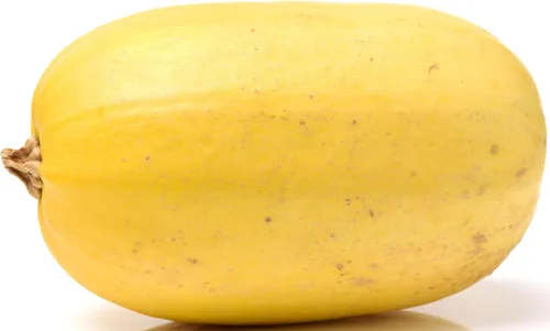 Vista 65 de 50 Hale's Best Cantaloupe Seeds for Planting - Sweet Aromatic Heirloom, Non-GMO, USA Grown by RDR Seeds