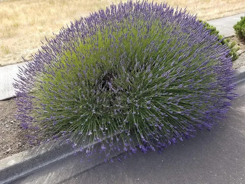 Vista 6 de Plantas de lavanda, lavanda, (Lavender Provence)