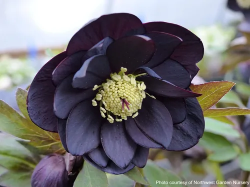 Vista 7 de Perennial Farm Marketplace Helleborus x Winter Jewels 'Onyx Odyssey' (rosa lentense) perenne, 1 cuarto de galón, flores cercanas a negras