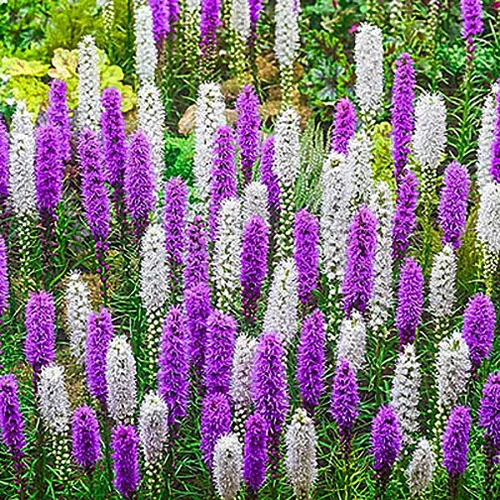 Vista 3 de White Liatris Spicata - 10 bombillas - Estrella ardiente - Cormos de tamaño más grande