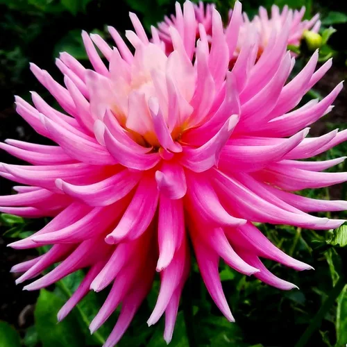 Vista 6 de Needle Cactus Dalia Seed Mix 50 semillas sin OMG para plantar