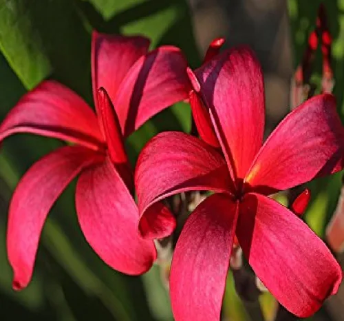 Vista 9 de 4 ESQUTES DE PLANTAS DE PLUMERIA HAWAIA MIXTOS ~ CRECIR HAWAII