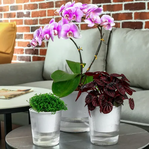 Vista 8 de Pack de 6 Macetas de 11.4 cm de Riego Automático y Transparentes para Plantas de Interior, Macetas de Plástico con Mecha para Orquídeas Medianas