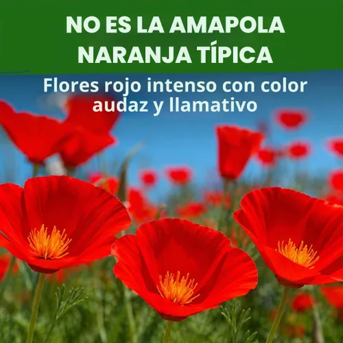 Vista 2 de HOME GROWN Red Chief Poppy 22.000 Semillas de flor Eschscholzia californica
