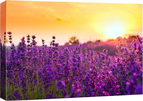 Vista 13 de SIGNFORD Lienzo impreso para pared, bosque brumoso, amanecer, bosques encantados y luz matutina, fotografía, realismo, decorativo, escénico