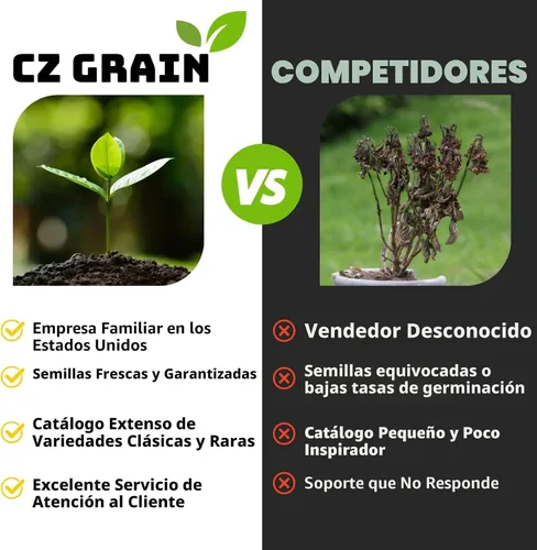 Vista 5 de Bulbos de tulipanes de colores mixtos para plantar (25 bombillas)