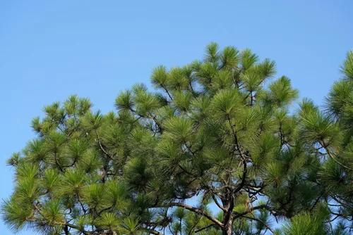 Vista 7 de 5 Pine Nut Italian Stone Pine Pinus Pinea Umbrella Evergreen Conifer Tree Seeds