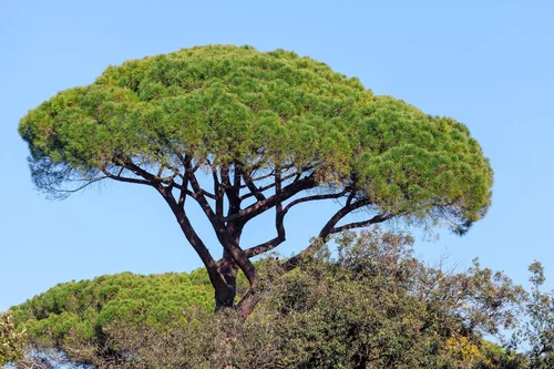 Vista 6 de 5 Pine Nut Italian Stone Pine Pinus Pinea Umbrella Evergreen Conifer Tree Seeds
