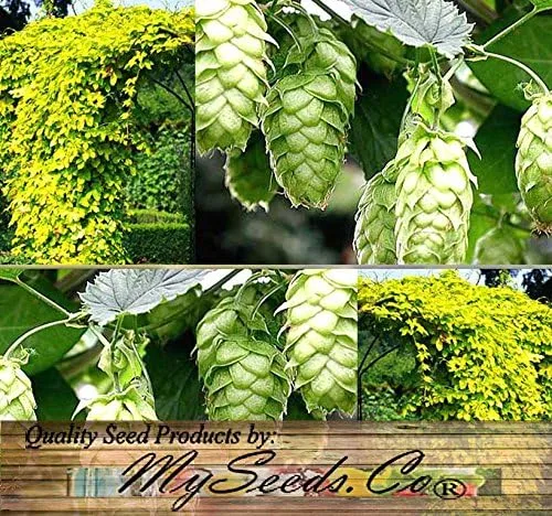 Vista 8 de Big Pack by MySeeds.Co
