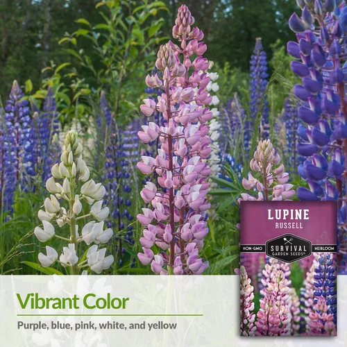 Vista 3 de Survival Garden Seeds Russell Lupine Mix Semillas para plantar, 1 paquete Mezcla de flores perennes, picos altos y coloridos, flores de jardín